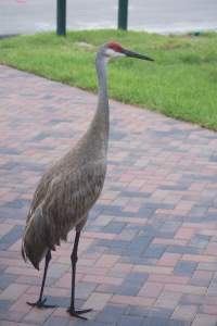 Sandhill Crane