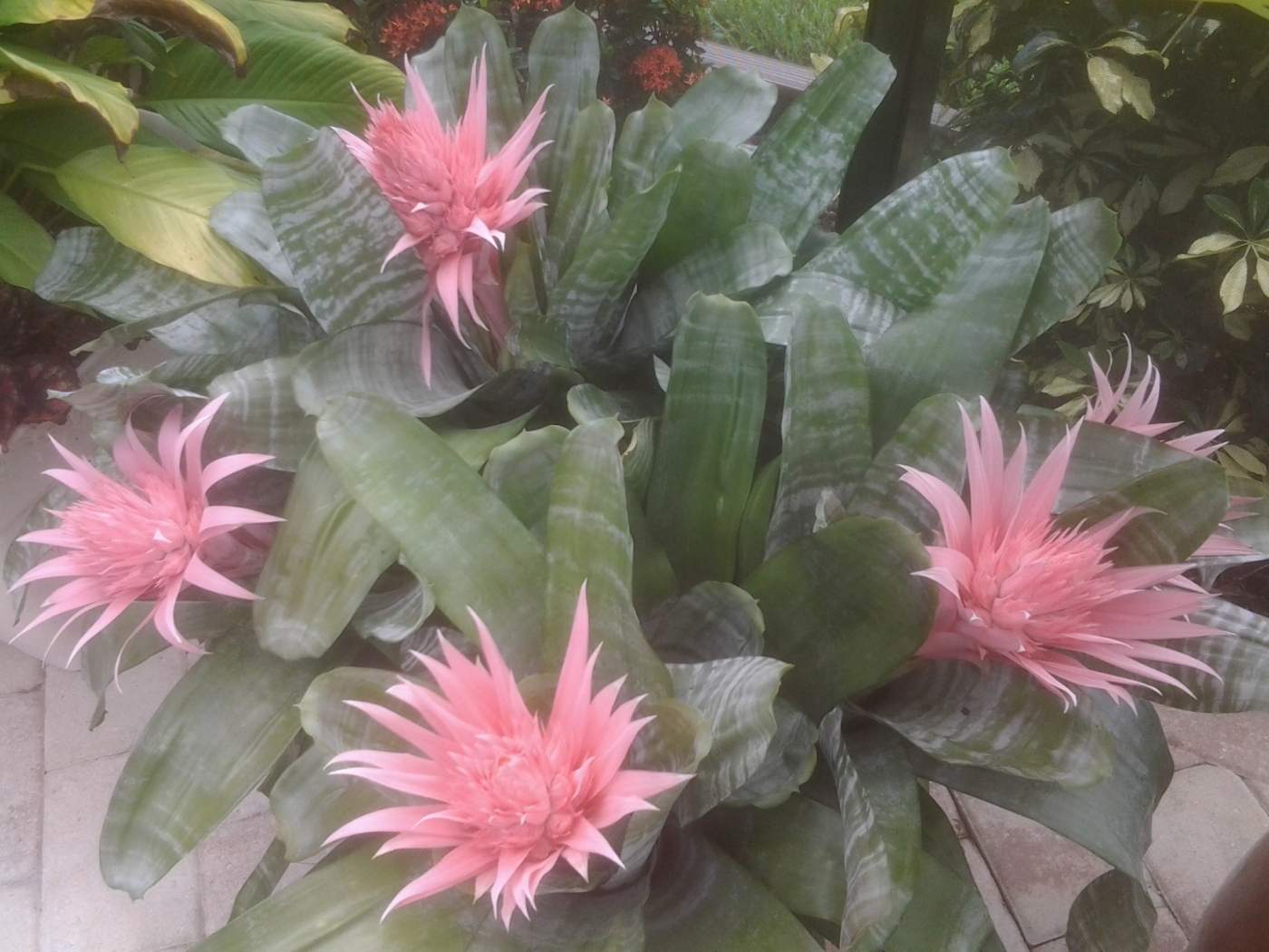 A cluster of green and gray striped leaves with several pink star-shaped flowers in bloom.