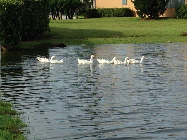 A group of white ducks swimming in a pond surrounded by grass and hedges, with buildings and trees in the background.