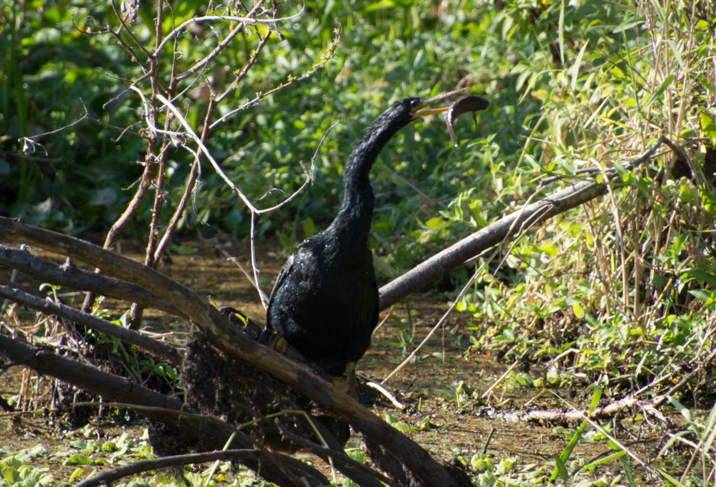 A cormant with a long neck perches on a fallen branch over a small stream surrounded by green foliage.