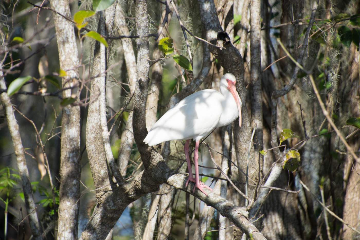 An ibis with red markings, perched on a branch amidst a dense backdrop of trees and foliage.