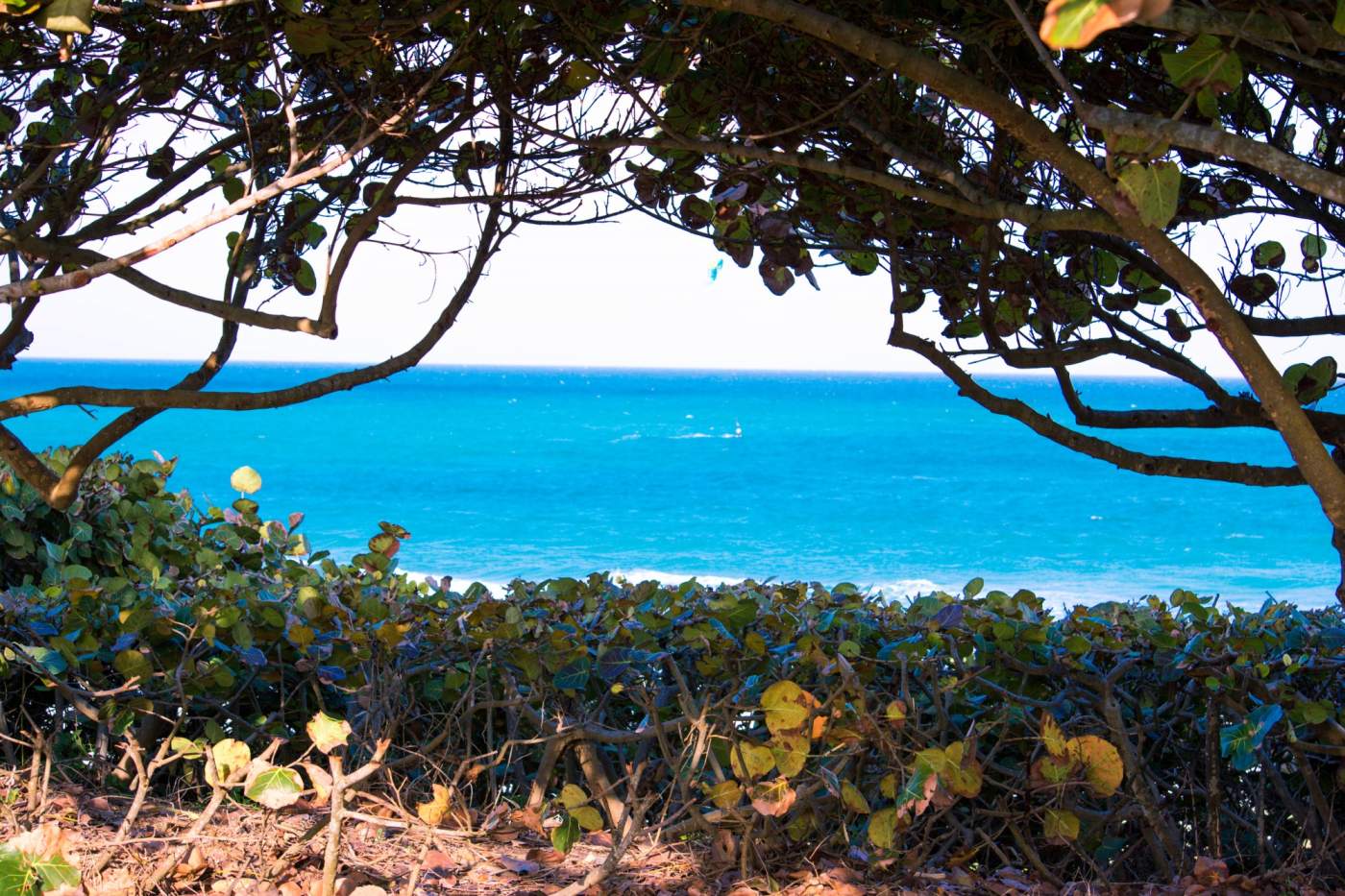 View of a bright blue ocean through an opening in dense foliage and trees, with sunny skies above.