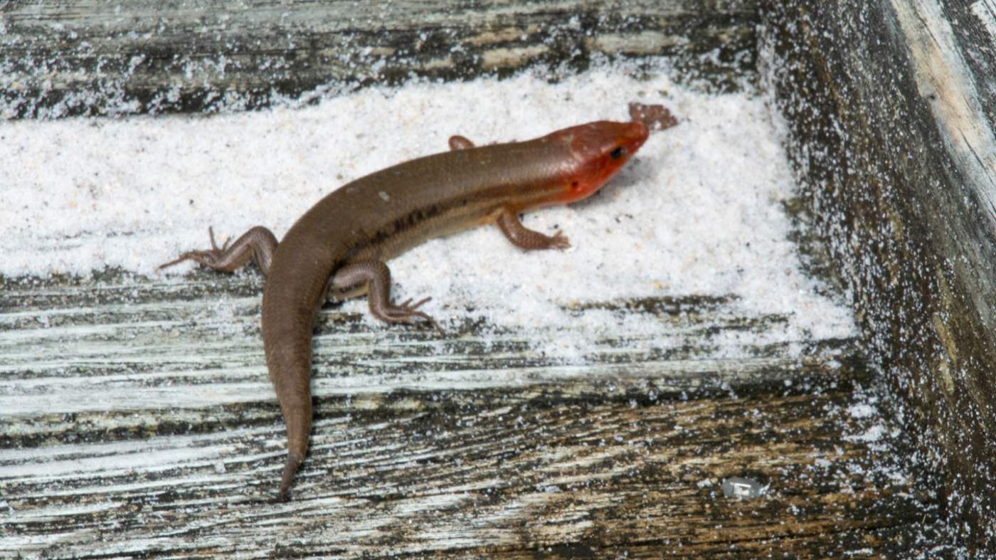 Asmall lizard on a wooden surface sprinkled with sand. The lizard has a reddish-brown head and a darker brown body with a slightly shiny, smooth texture. It appears to be in a corner or along the edge of the surface. The wooden background is weathered and aged, adding texture to the scene. The lizard is positioned with its head turned slightly to the side, showcasing its distinctive coloration and detailsDSC_5839