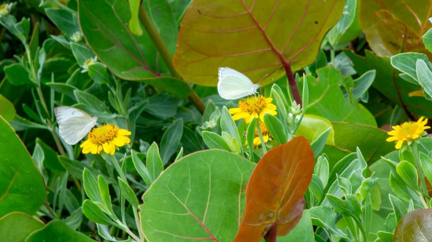 Two white butterflies perched on small, bright yellow flowers amidst lush green foliage. The butterflies have delicate, translucent wings and are engaged in feeding on the flowers. The leaves in the background vary in size and shade, with some exhibiting prominent veins. The scene captures a moment of natural beauty and tranquility in a vibrant garden setting.DSC_5880