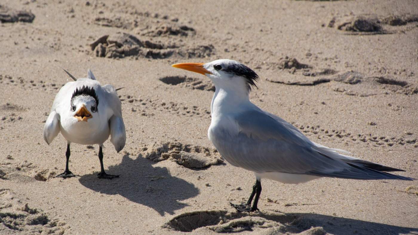 wo seagulls are standing on a sandy beach. The seagull on the left appears to be ruffling its feathers, making its body look round and full, while the one on the right stands with sleek plumage, showcasing a more streamlined body shape. Both birds have white feathers with black tips on their wings and tails, and bright orange beaks. Their legs are black and partially sunk into the sand. The background is a simple sandy beach without any other distinct features or objects. This image captures an interesting moment of contrast between the two birds’ postures and might be relevant for illustrating different behaviors or states of seabirds in their natural habitat.