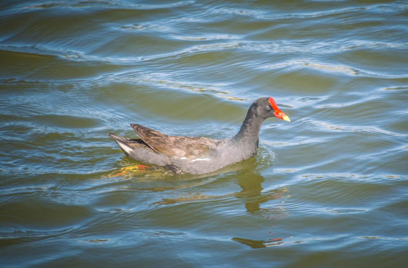 A dark grey duck with a red and yellow beak swims in rippling water.