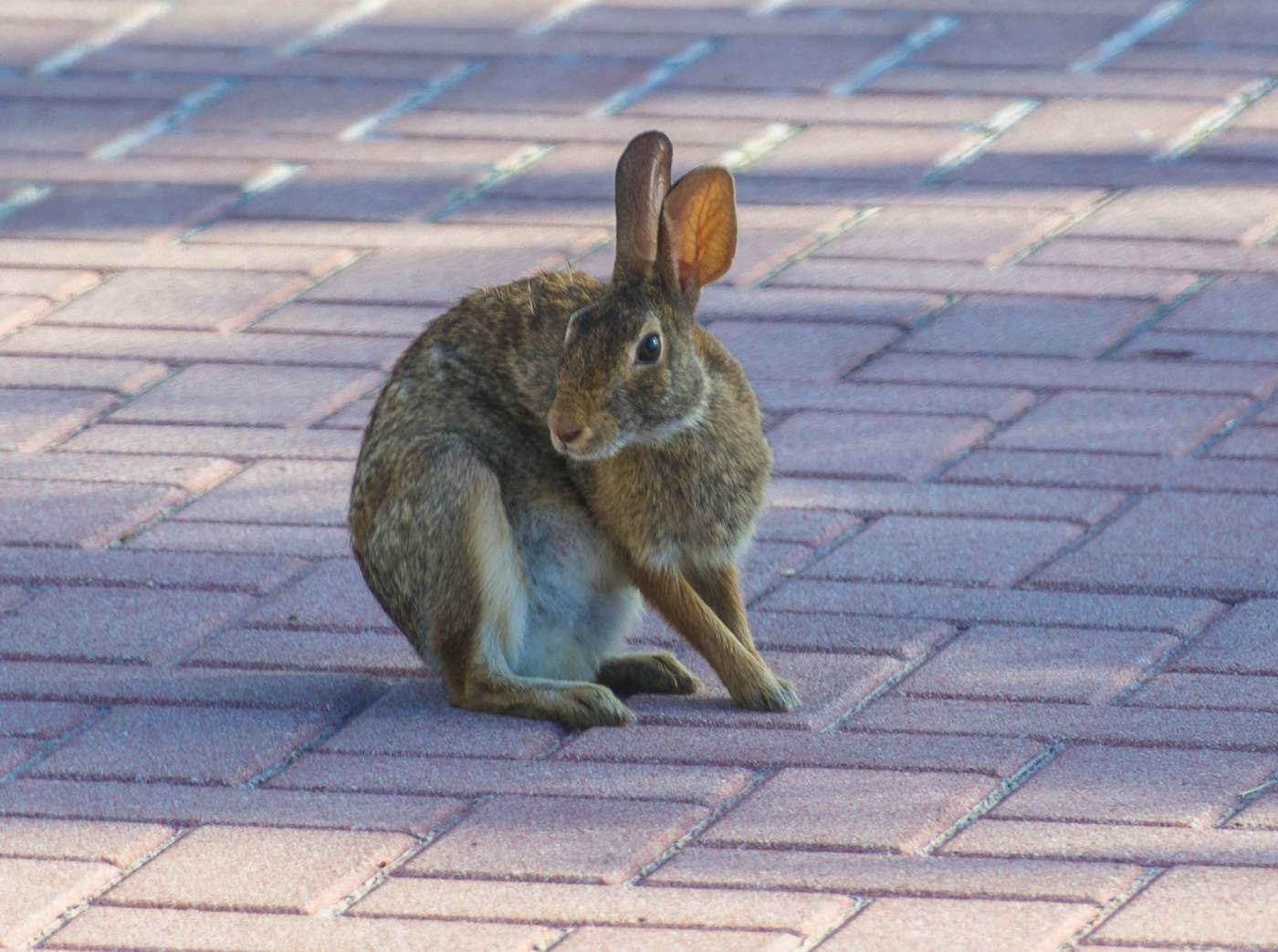 A brown rabbit sits on a brick-paved surface, turning its head to the side.