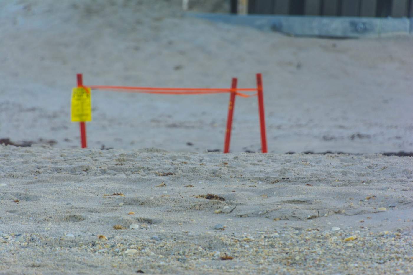 A turtle nest marked with two red poles connected by an orange cord on a sandy beach, with a yellow warning sign attached to one pole.