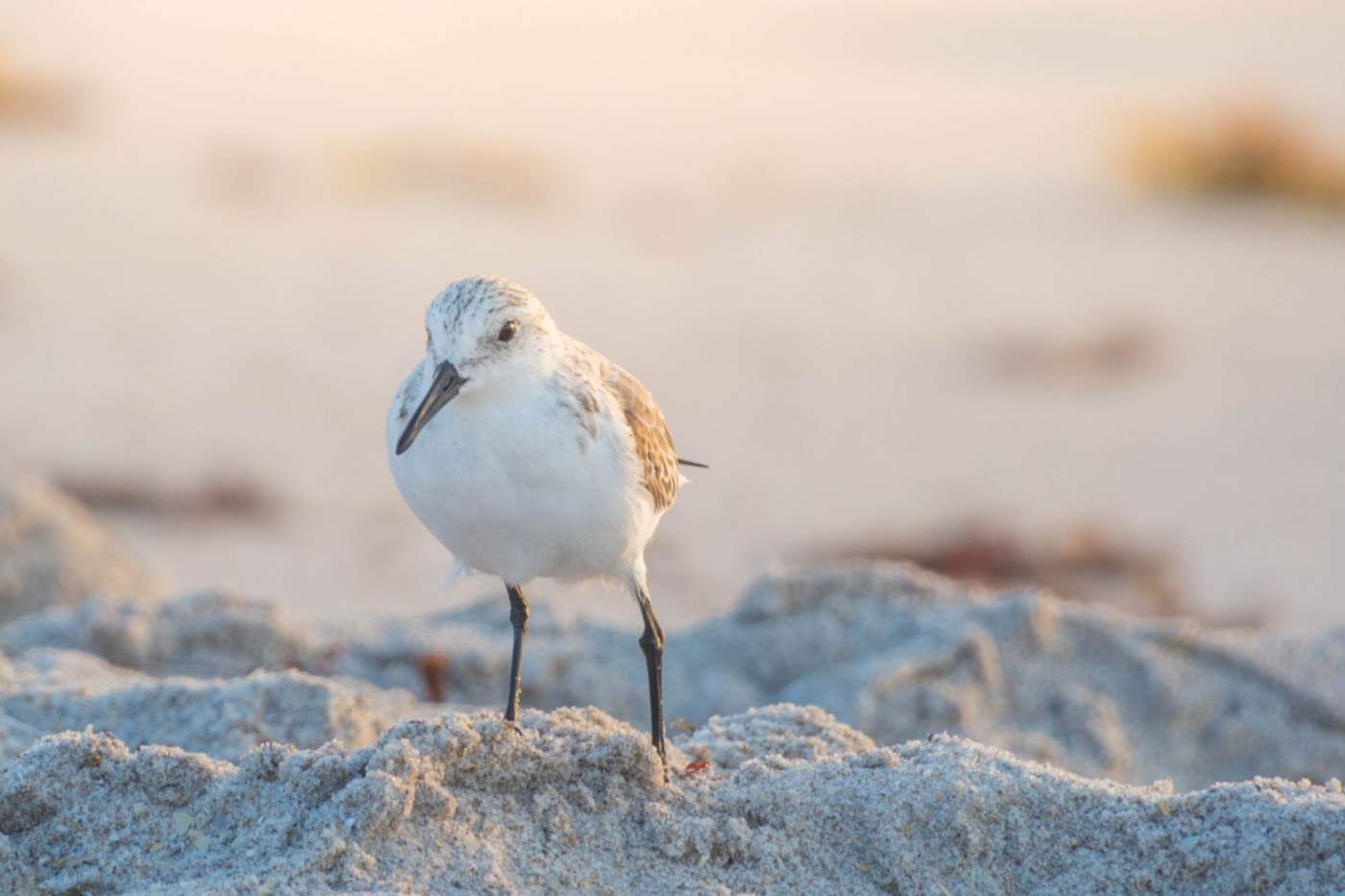 A small bird with white and brown feathers stands on sandy terrain with a blurred background.