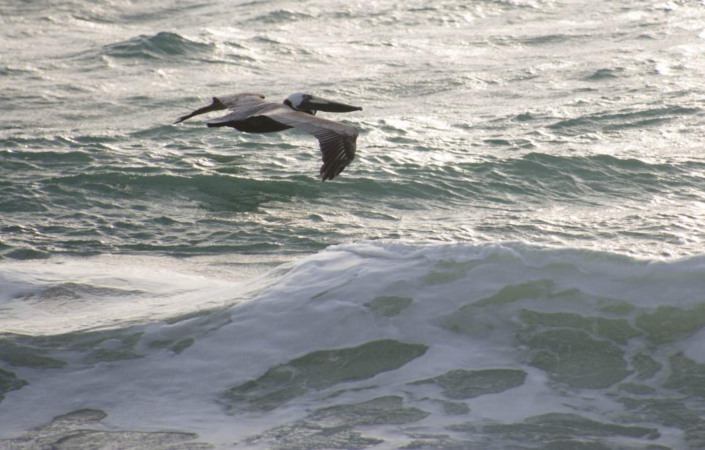 A brown pelican is gliding low over choppy ocean waves, with its wings fully extended. The water appears restless, with visible foam and movement.