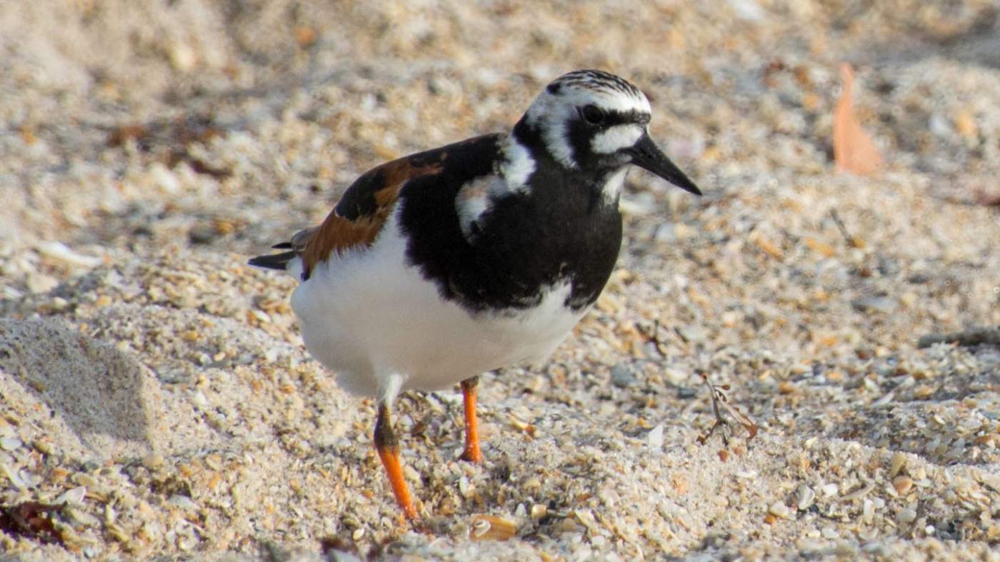 A black and white bird with orange legs stands on sandy ground, surrounded by small pebbles and bits of shell. The bird has a distinctive black mask-like pattern on its face.