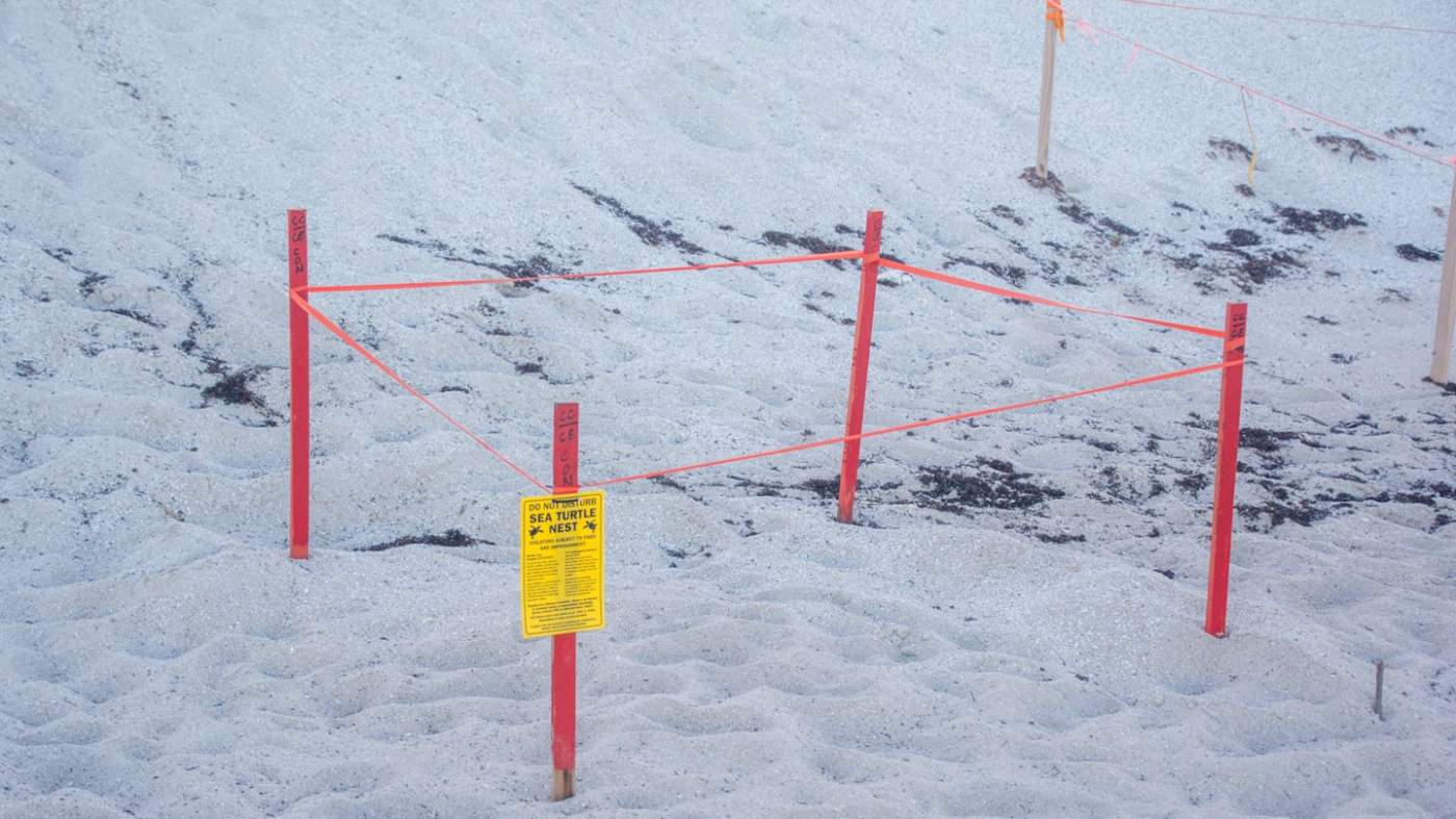 Caution tape surrounds a section of sandy ground, marked by red poles. A yellow caution sign warning of a sea turtle nest with black and red text is attached to one of the poles.