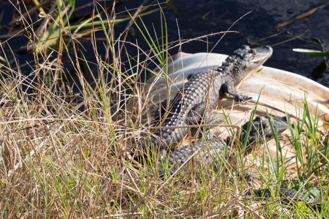 Kissimmee-Prairie-Preserve-2