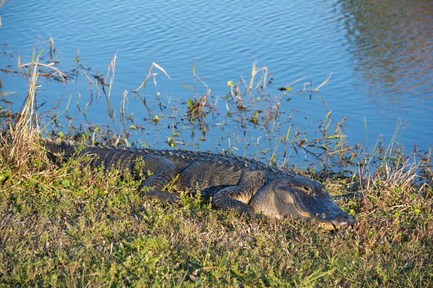 Kissimmee-Prairie-Preserve-6