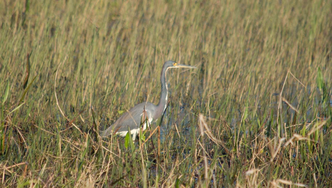 Kissimmee-Prairie-Preserve-9