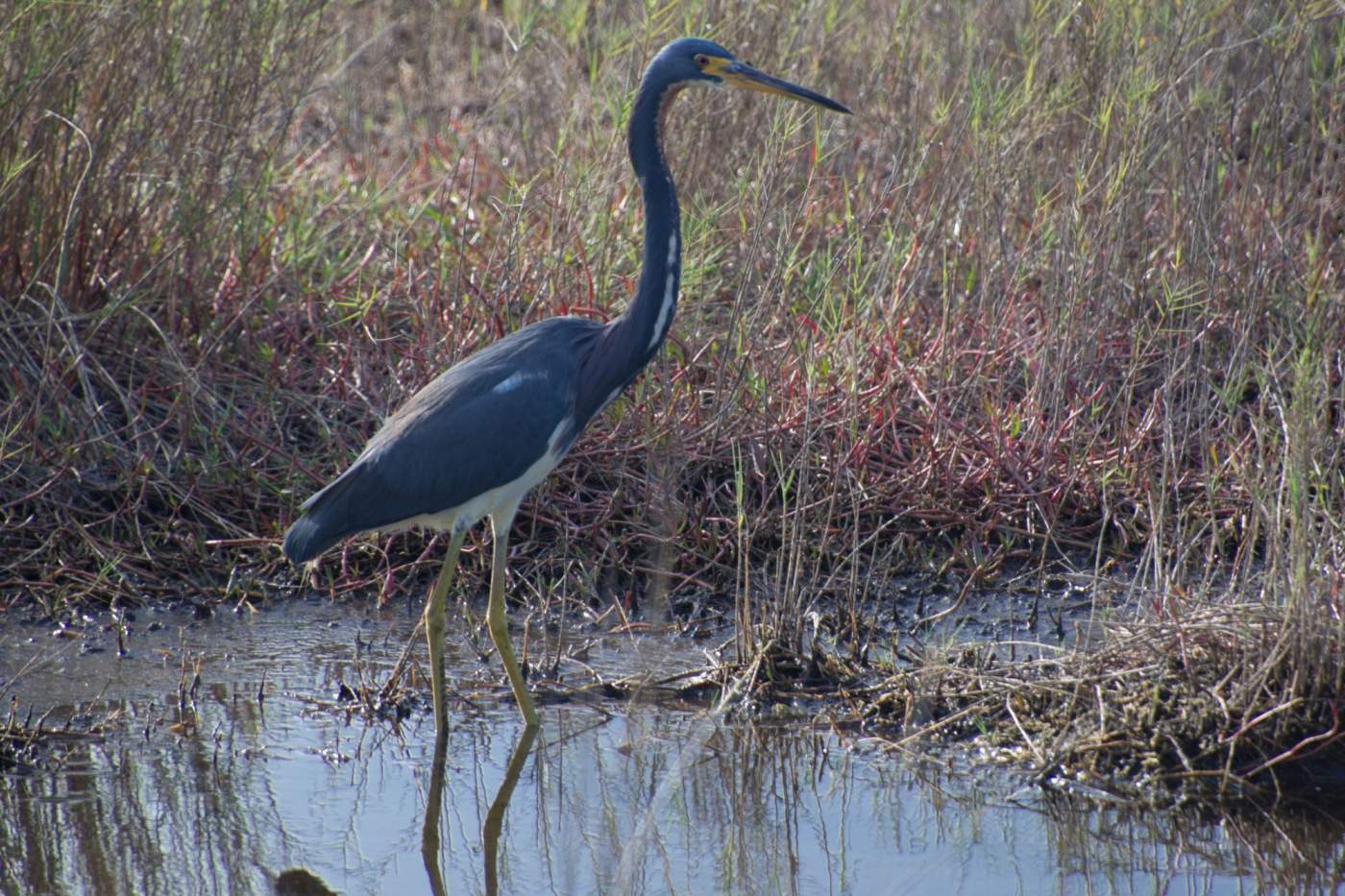 Merritt-Island-2