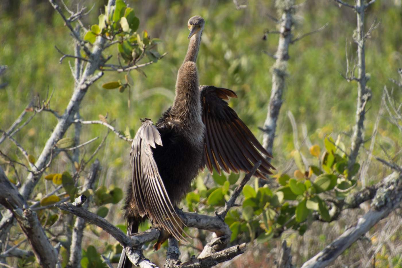 Merritt-Island-3