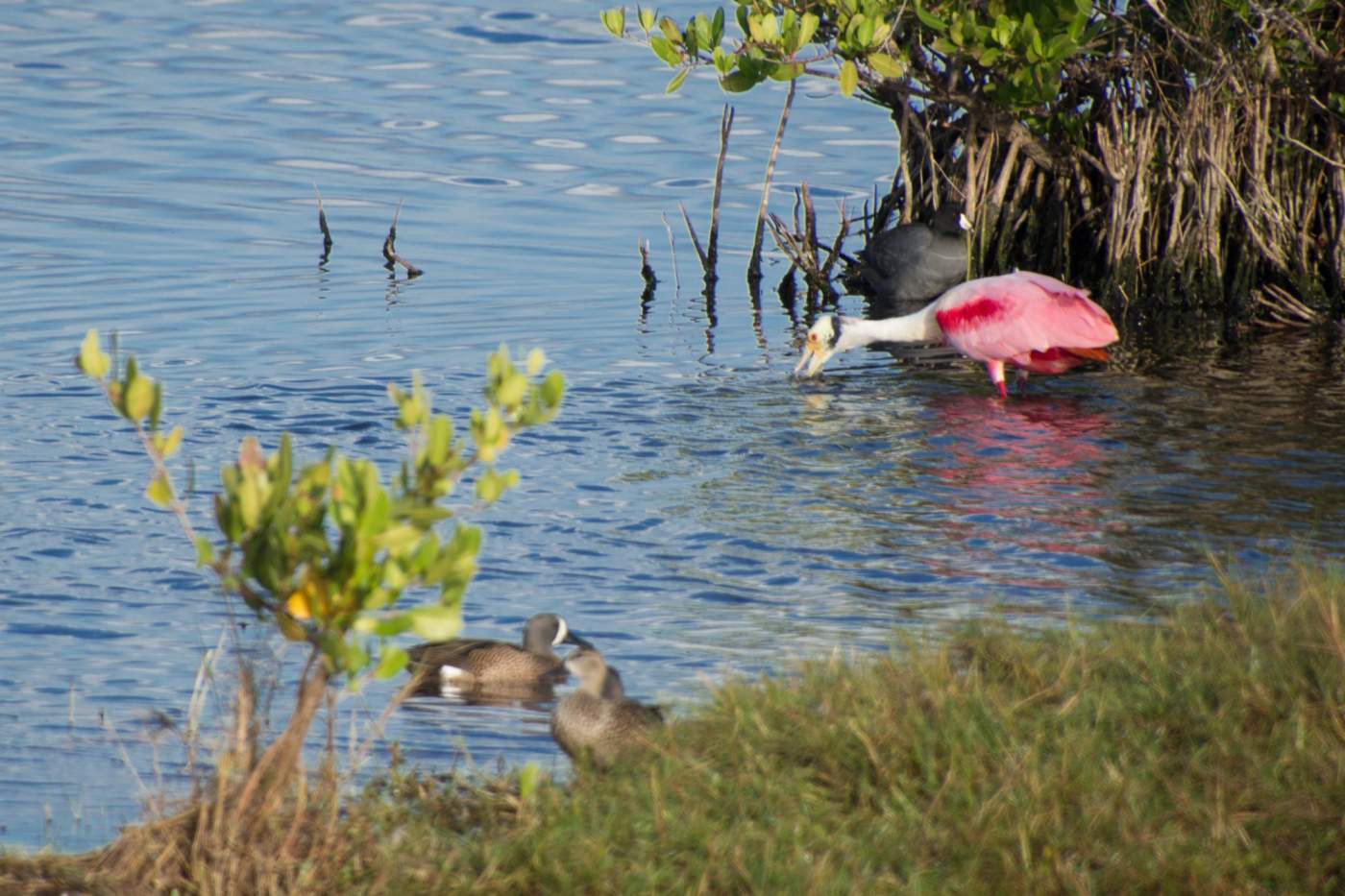 Merritt-Island-4