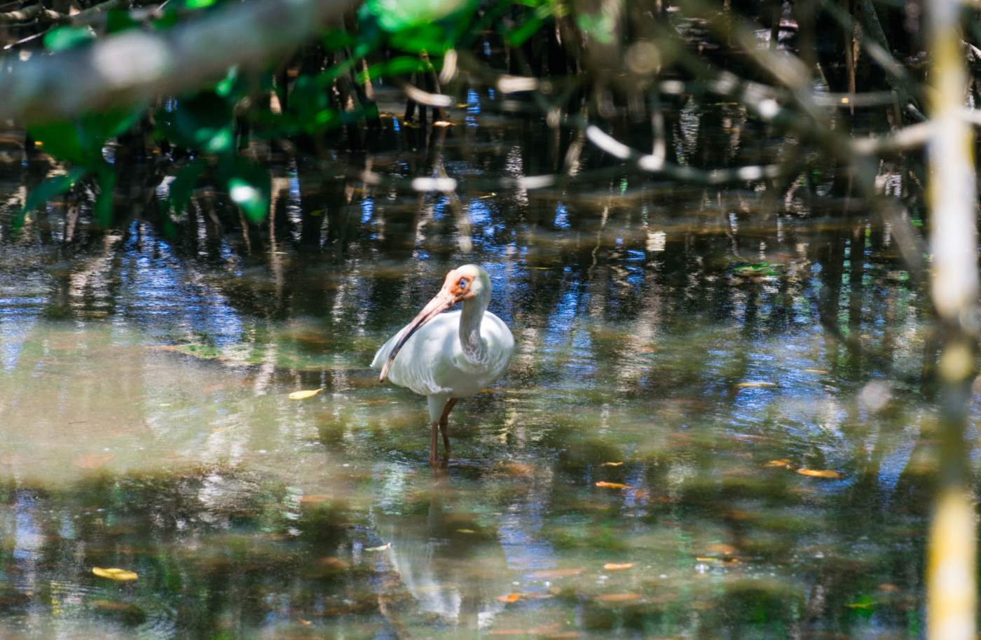 A white bird with a red face wades in a shallow, reflective water body surrounded by green vegetation.