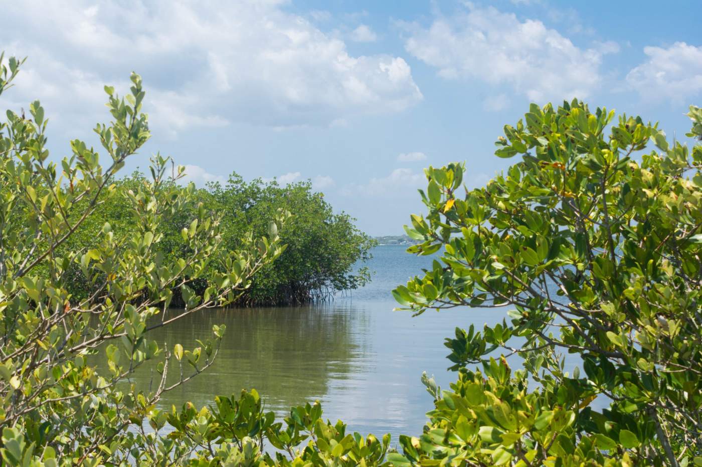 A calm waterway surrounded by dense green mangroves under a partly cloudy blue sky.