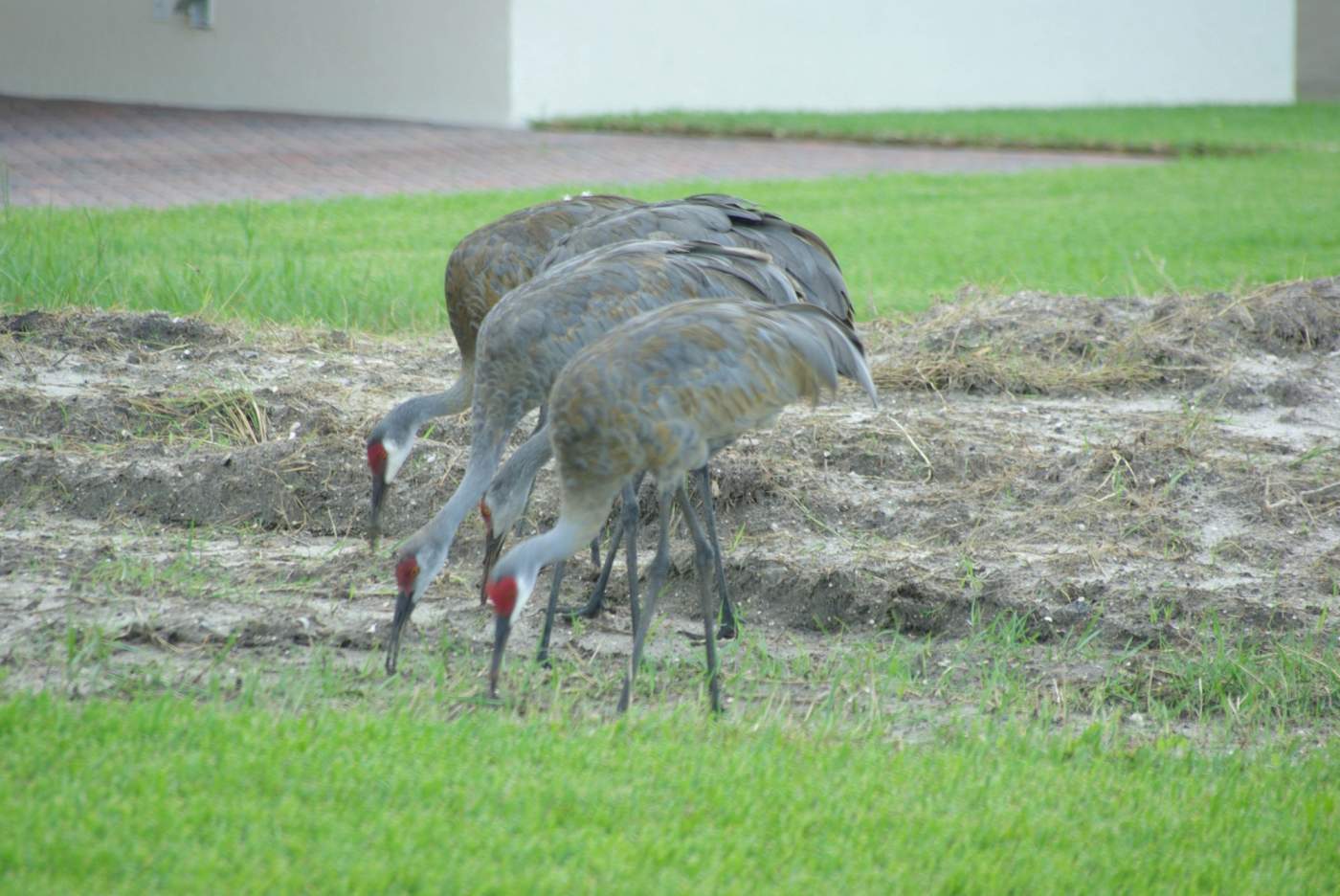 Four sandhill cranes with red crowns forage in a grassy area.