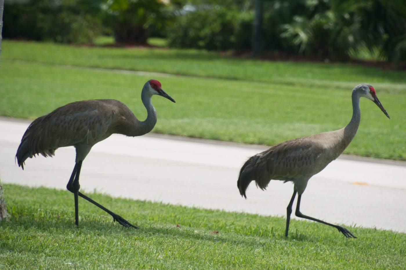 Two sandhill cranes with dark legs, brownish feathers, and red foreheads walking on a grassy area near a road with trees in the background.