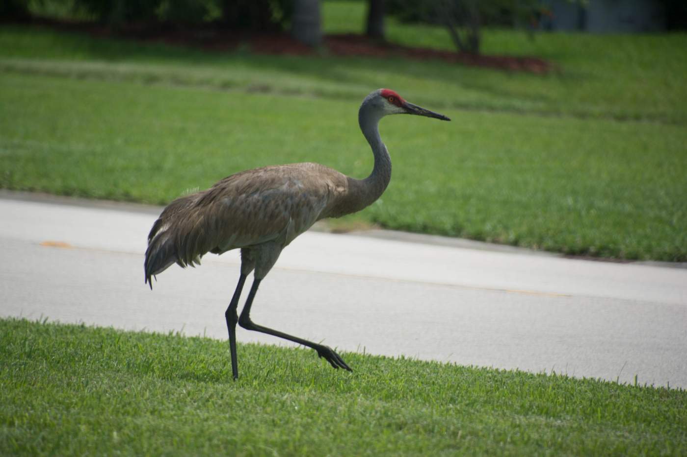 A sand hill crane with a red crown walks across a grassy area with a paved path in the background.