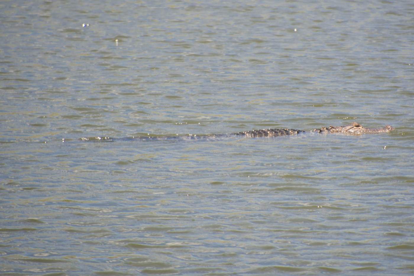 A crocodile partially submerged in a body of water.